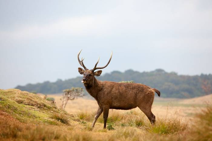 Sri Lankan sambar deer, Horton Plains national park. shutterstock_158769194.jpg