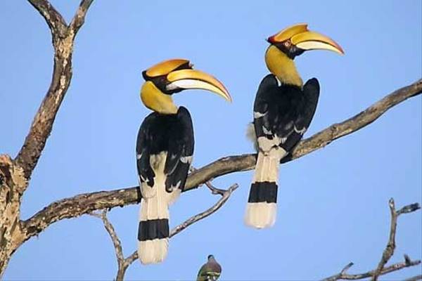 Great Hornbill (S. Y. Phanich)