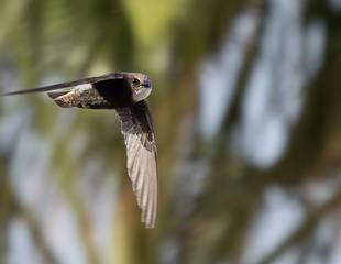 A Swift Break in Andalucia