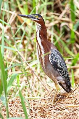 Green Heron (Ann & Walter Burns)