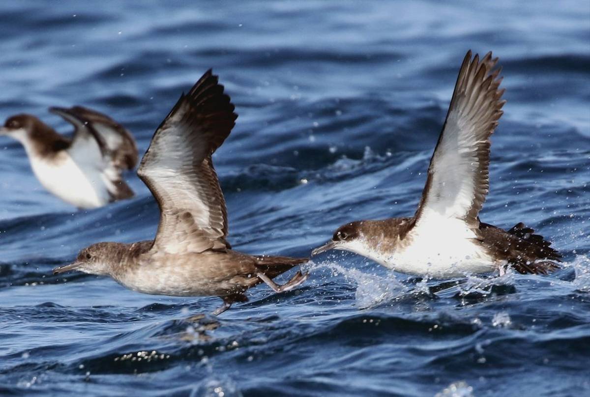 Balearic & Manx Shearwaters (Tom Brereton).jpg