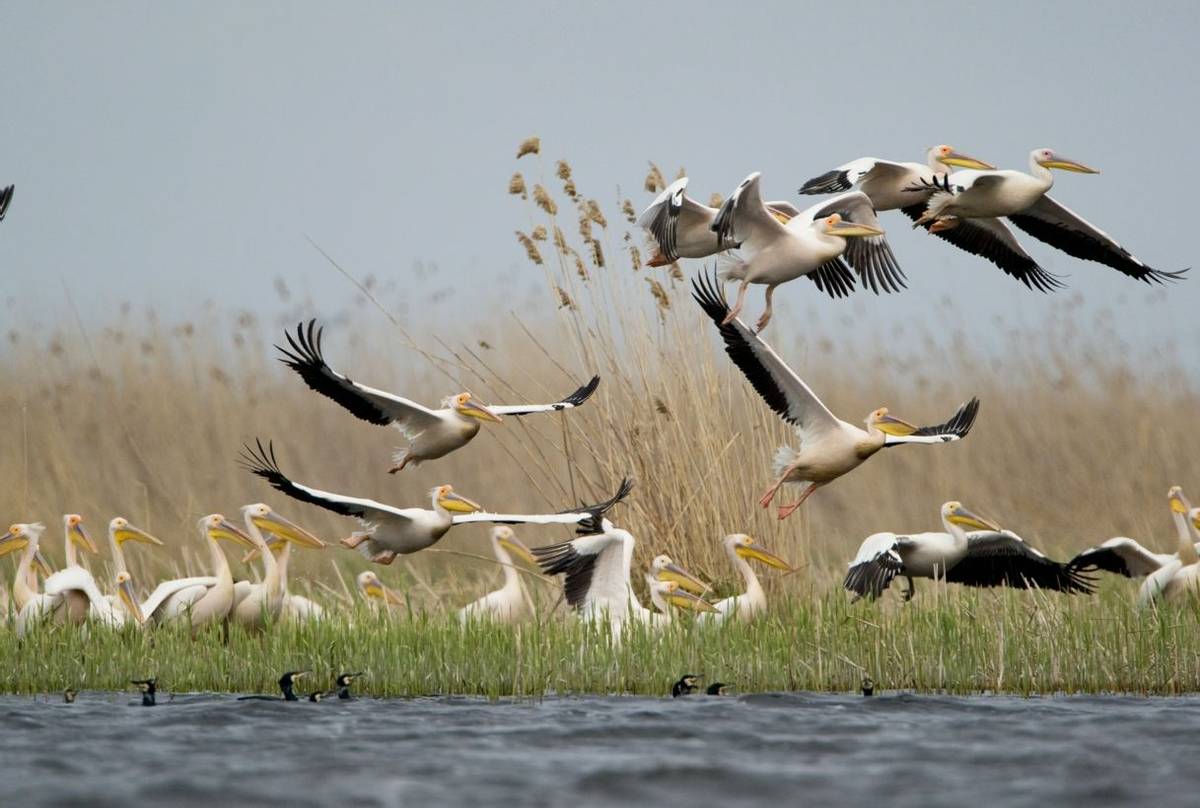 Great White Pelicans, Danube Delta (Mihai Dancaescu)