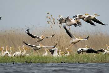 Great White Pelicans, Danube Delta (Mihai Dancaescu)