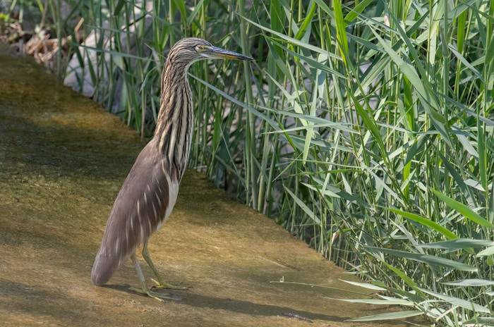 Indian Pond Heron © Chris Griffin, November '25 tour.jpg