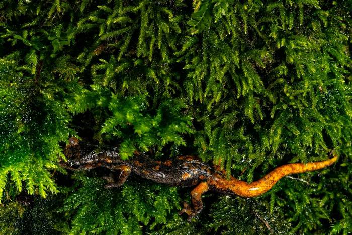 Italian Cave Salamander (Speleomantes italicus) © Simone Giachello
