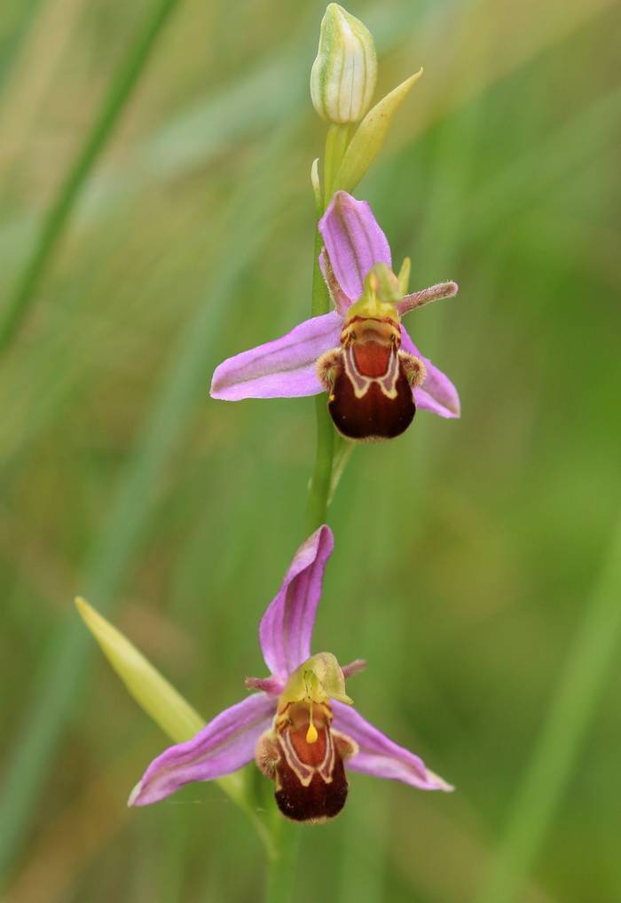 bee orchid.jpg