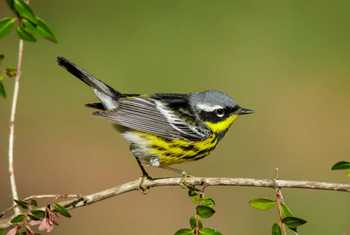 Magnolia Warbler shutterstock_1768015136.jpg