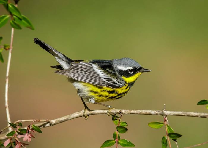 Magnolia Warbler shutterstock_1768015136.jpg