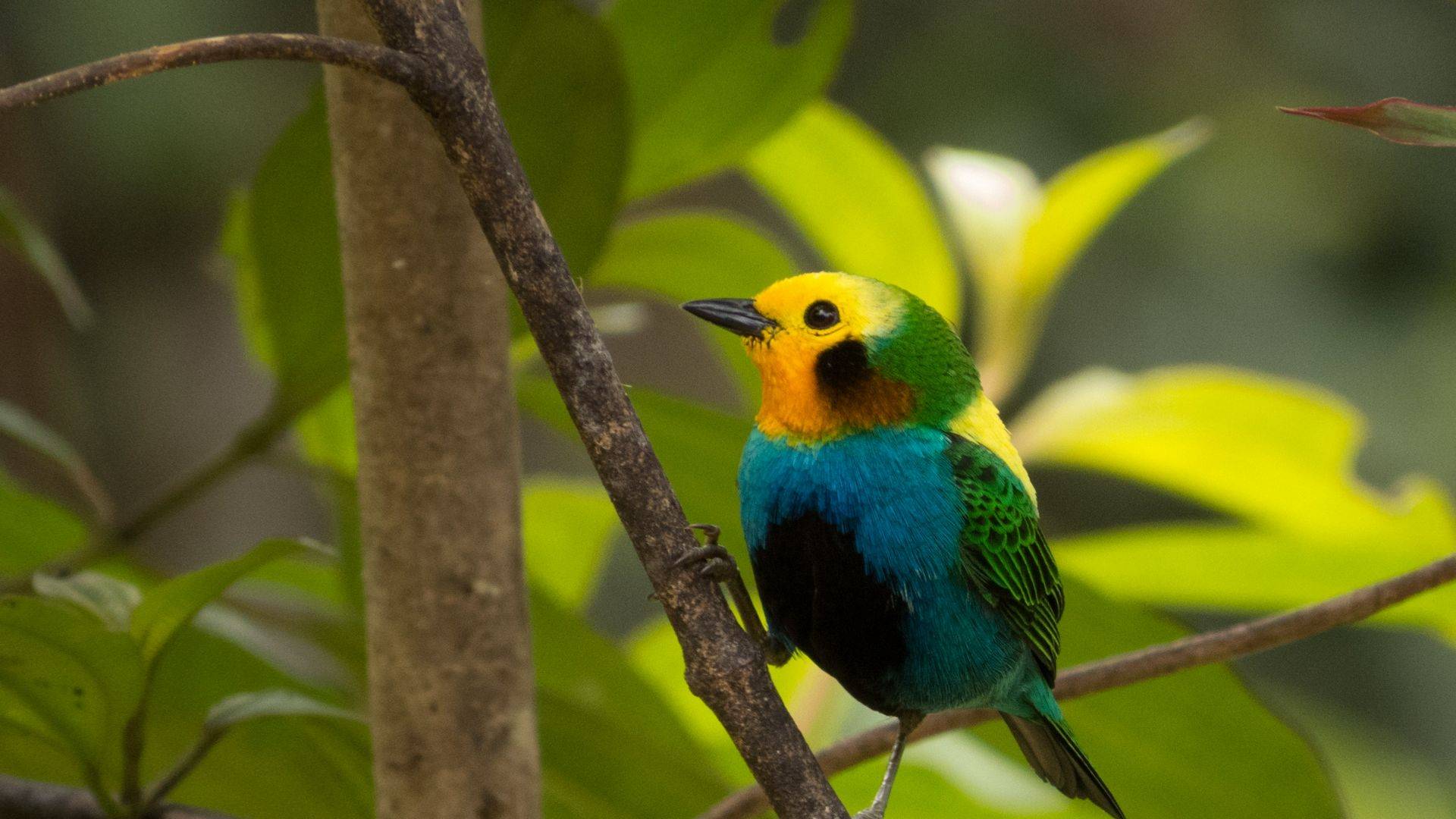 colombia bird tours