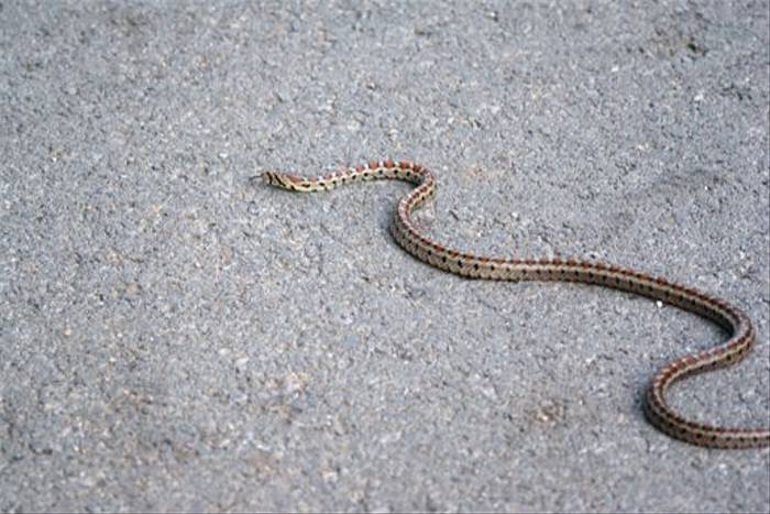 Leopard Snake (Robert Godden)
