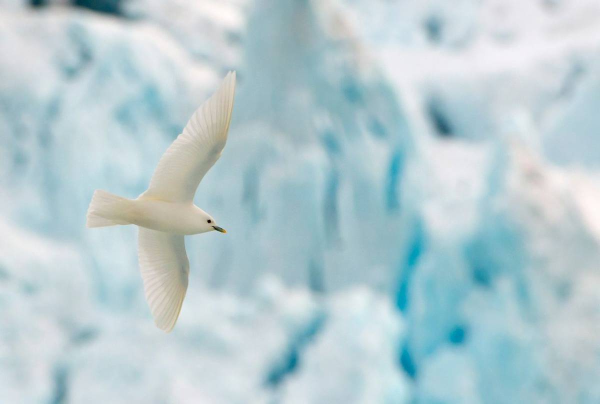 Ivory-Gull,-shutterstock_1254173932.jpg