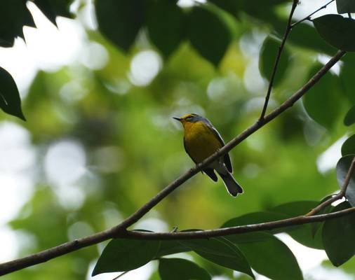 St Lucia Warbler (Ed Drewitt).jpeg