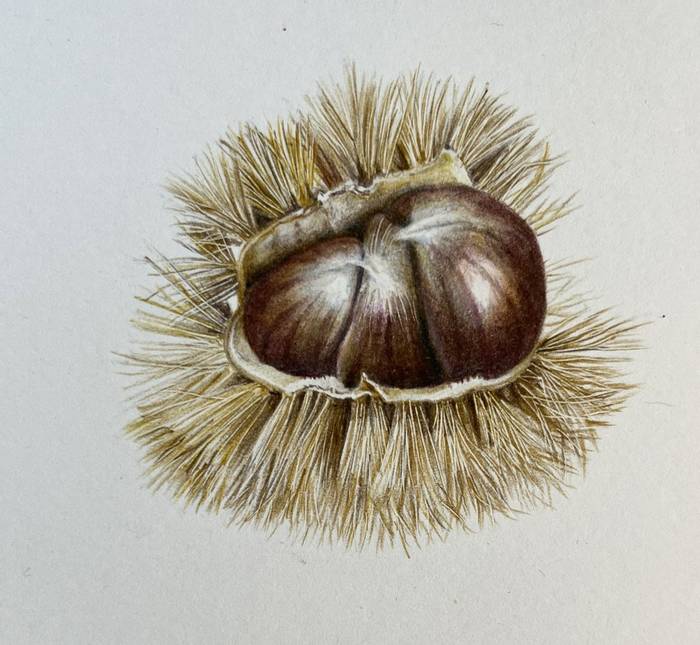 Seet chestnuts 2 - Helen Ainsworth.JPG
