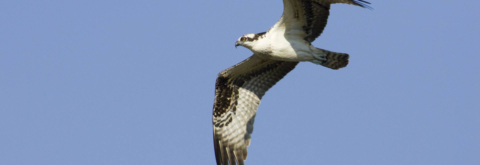 Osprey.jpg