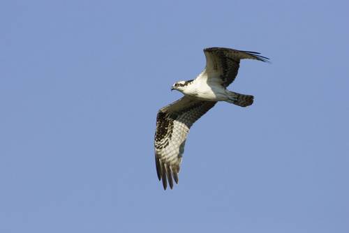 The Best of Rutland's Wildlife - Naturetrek