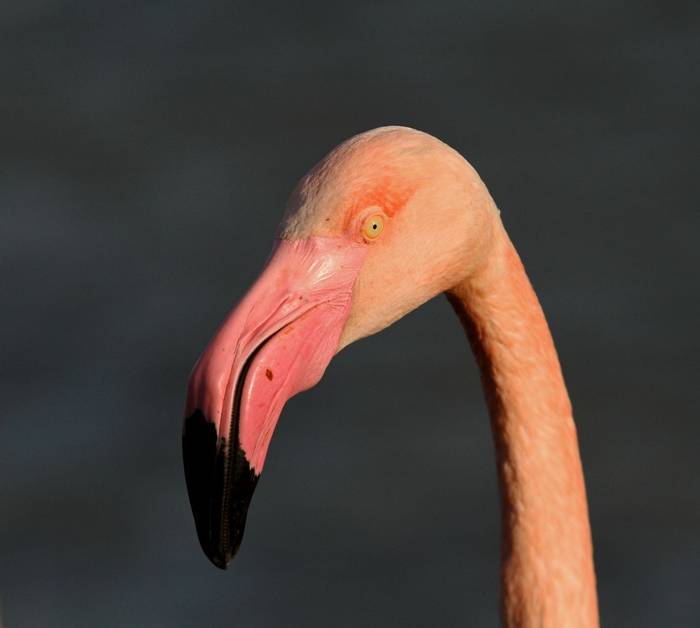 Wallcreeper Camargue 2018 625 Greater Flamingo