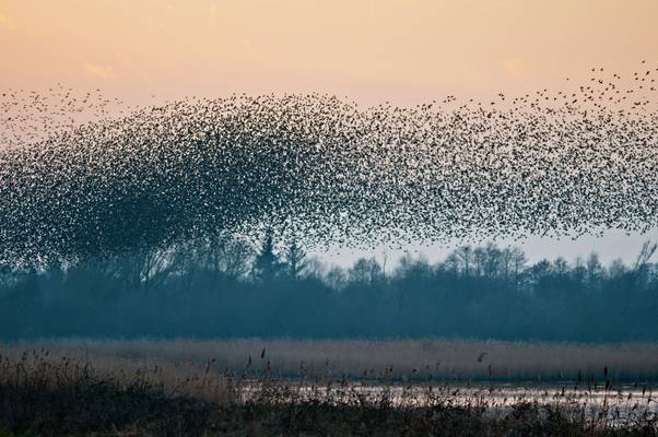 Starling Murmuration, Somerset, England Shutterstock 562750975