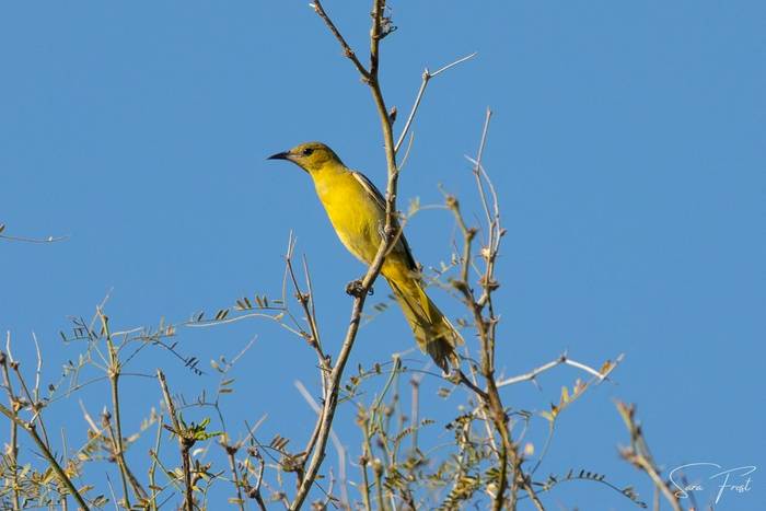 Hooded Oriole (Sara Frost).jpg