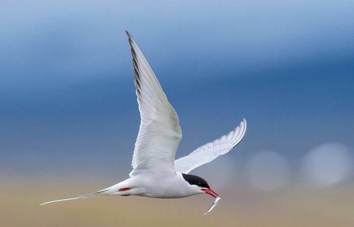 Arctic Tern shutterstock_1023757585.jpg