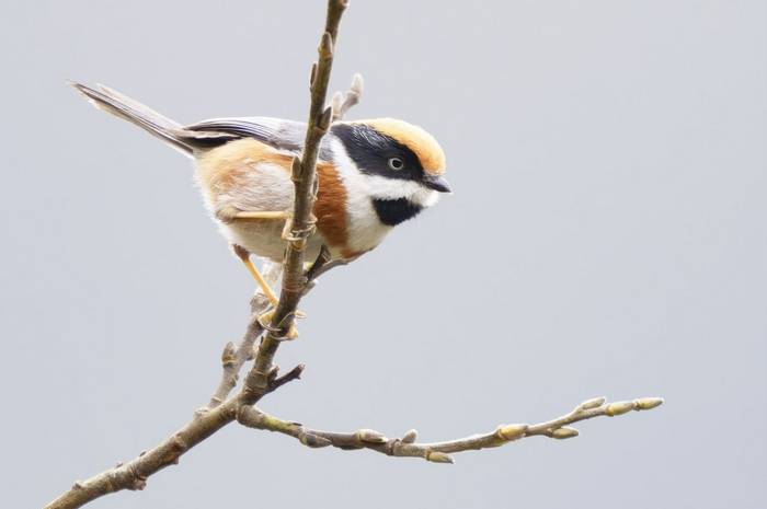 Black-throated Bushtit © participant Alex Kozlenkov, March 2025