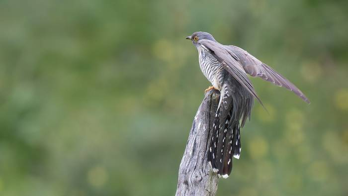 Common Cuckoo.jpg