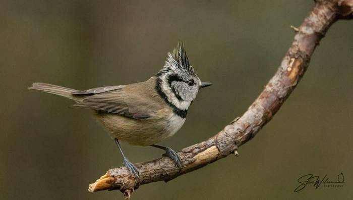 Crested Tit.JPG