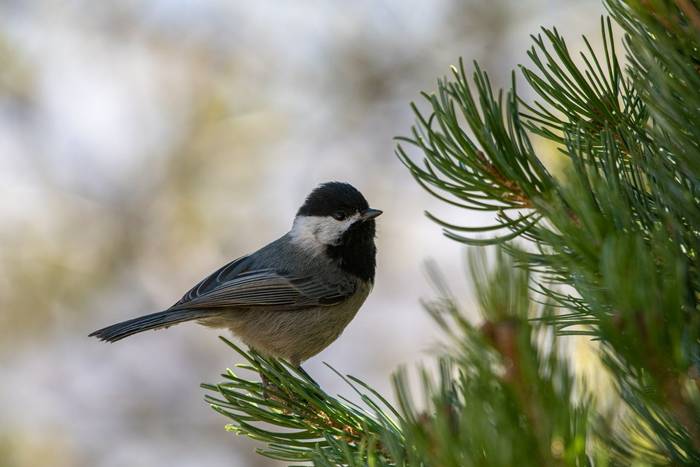 Mexican Chickadee, Mexico shutterstock_2301767273.jpg