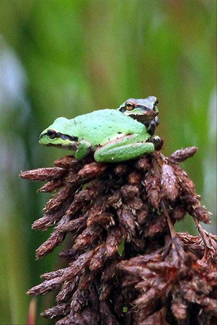 Pacific Tree Frog (Peter Dunn)