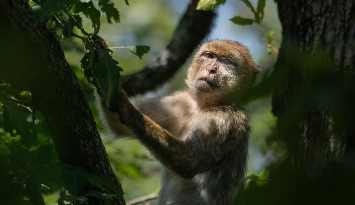 Barbary Macaque(1).jpg