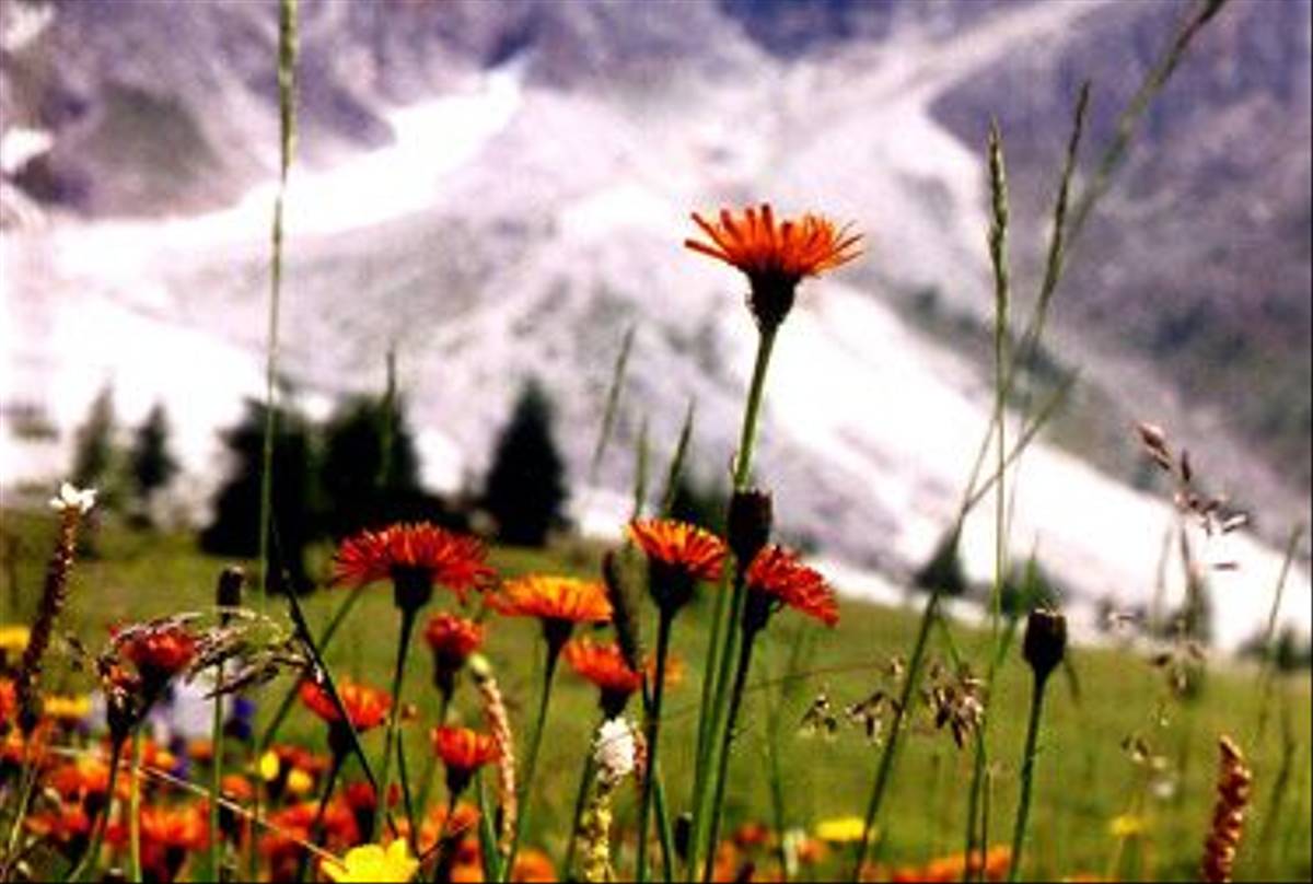 The Italian Dolomites (Su Gough)