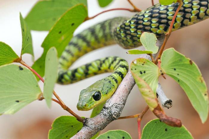 Spotted Bush Snake (Philothamnus semivariegatus) ® Malcolm Schuyl
