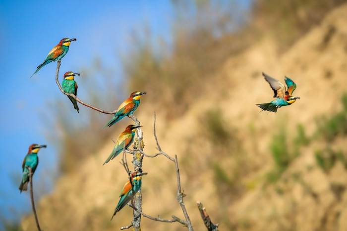 European Bee-eater