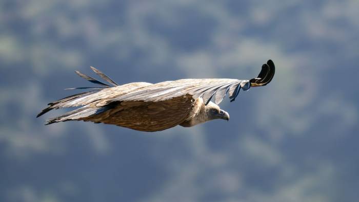 Eurasian Griffon Vulture (Simon Tonkin) (2).jpg