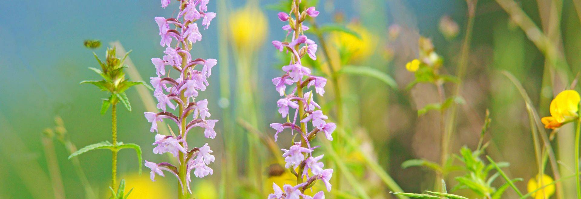 Fragrant Orchids