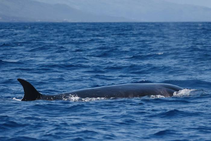 Sei Whale (possible hybrid) (Sara Frost) (2).jpg