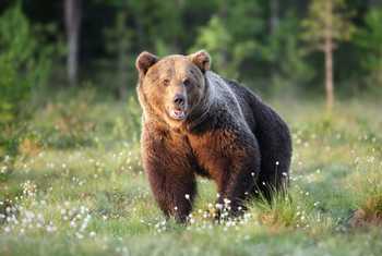 Brown Bear, Finland Shutterstock 404015833