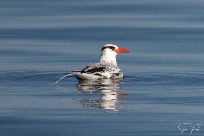 Red-billed Tropicbird (Sara Frost).jpg