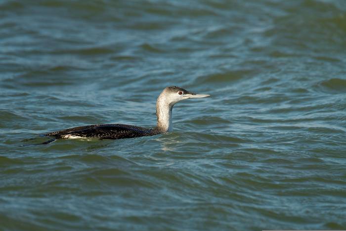 Red-throated Diver shutterstock_87709198.jpg