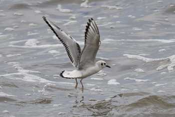 Bonaparte's Gull_01_Adrian Langdon.jpg