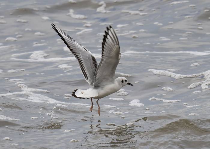 Bonaparte's Gull_01_Adrian Langdon.jpg