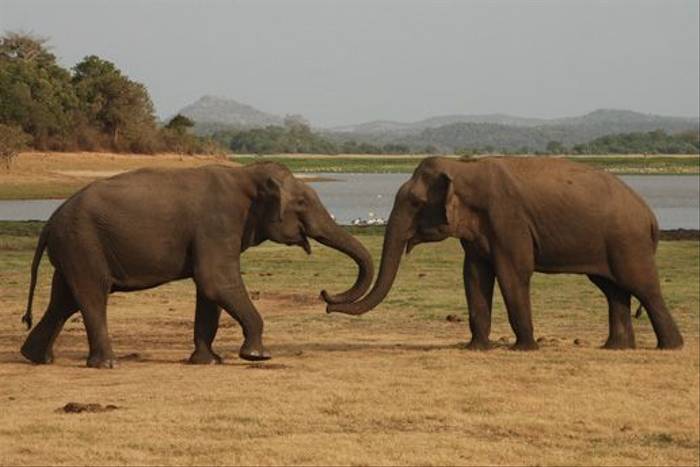 Asian Elephants, Minneriya National Park (Tom Mills)