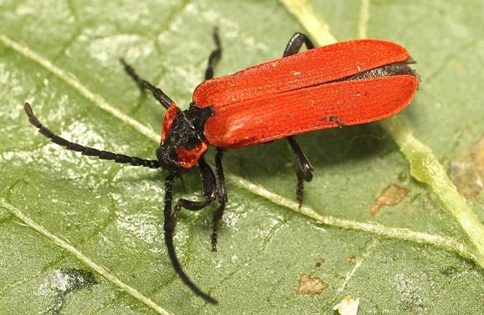 Lygistopterus sanguineus - a net-winged beetle species (Alan Outen)