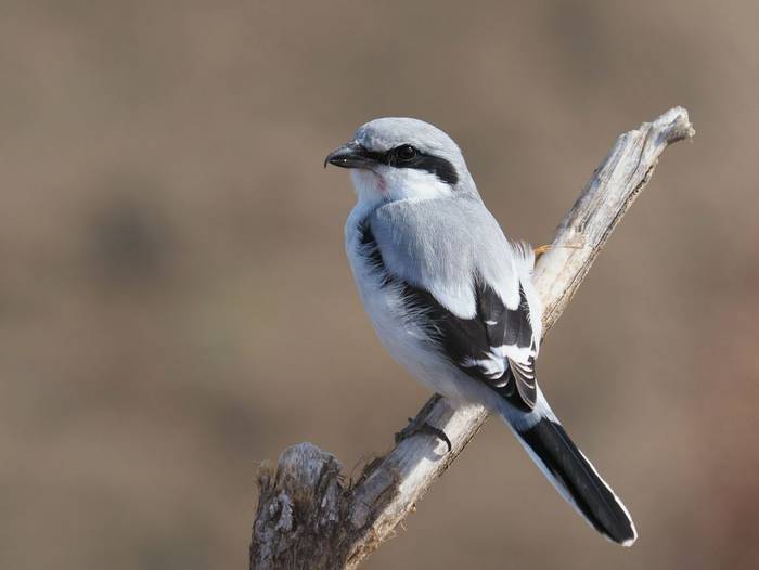 Great Grey Shrike shutterstock_725426410.jpg