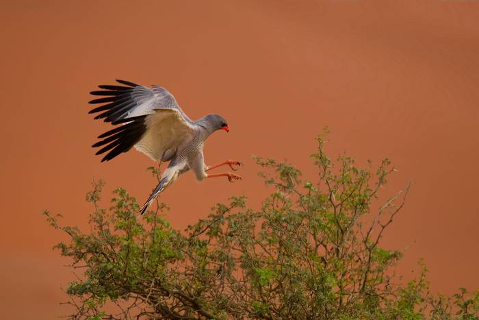 Pale Chanting Goshawk, Namibia shutterstock_2687808205.jpg