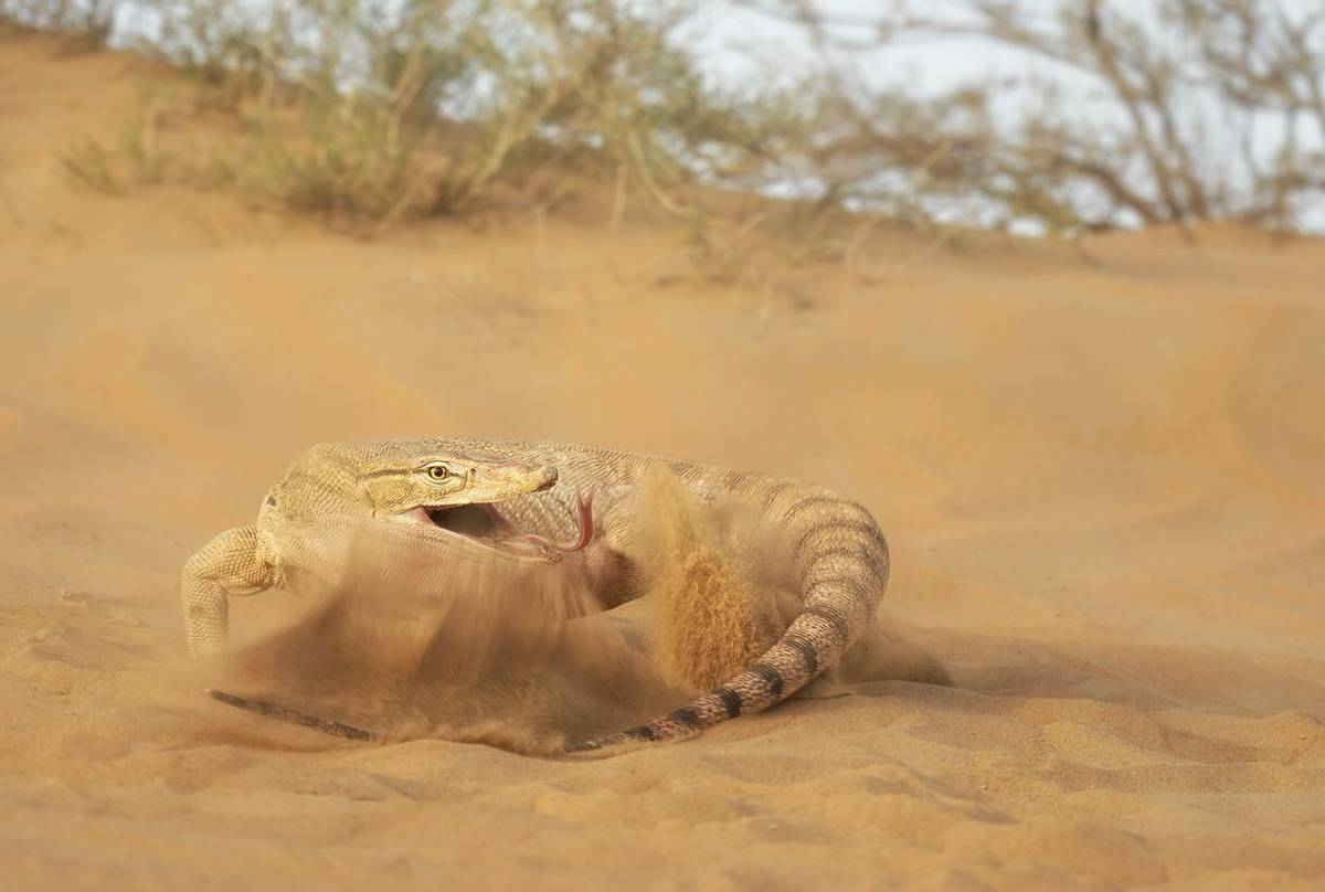 Desert Monitor (Varanus griseus)