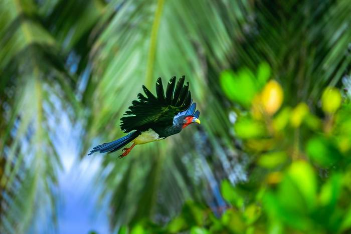 Red-throated Caracara © A J Bradshaw, March 2026 tour