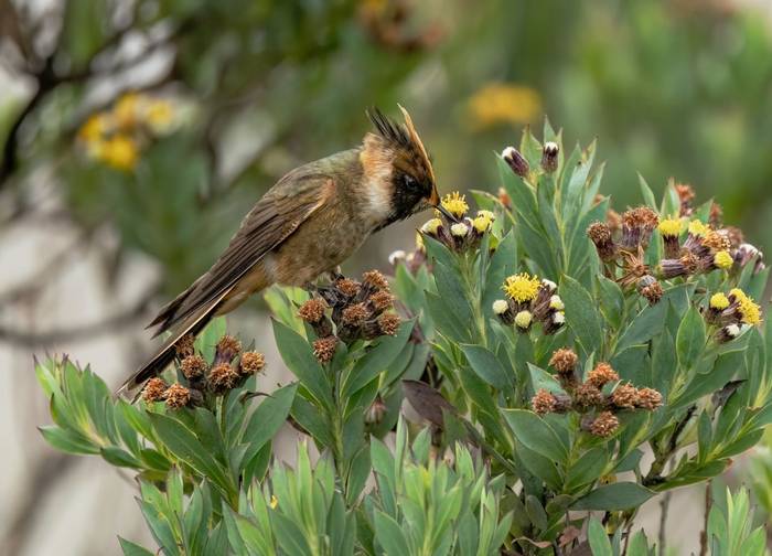 Buffy Helmetcrest (Ian Hilton).jpg