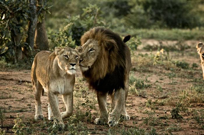 African Lions, Kruger NP. Shutterstock..jpg