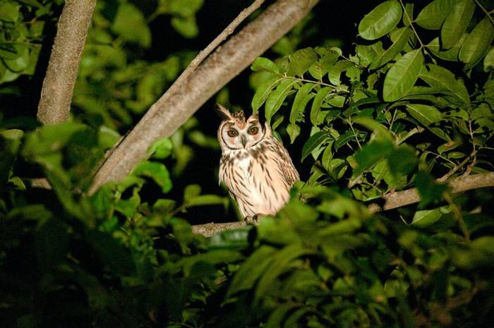 Striped Owl (Tarina Hill)