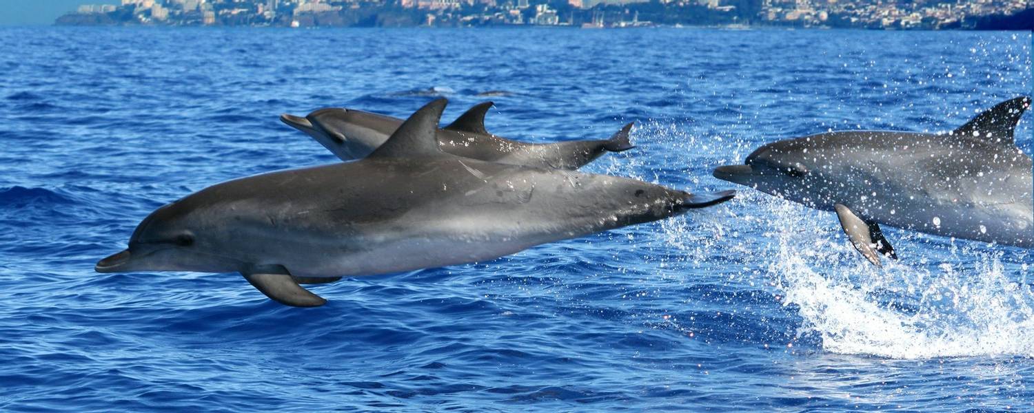 Dolphins Credit Madeira Promotion Bureau